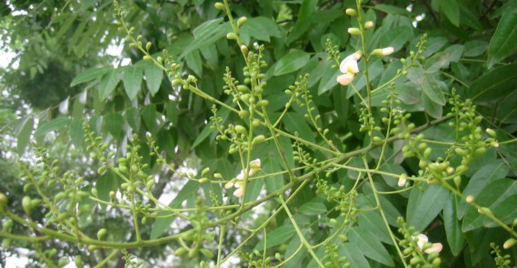 槐米茶炒熟的槐米茶笨槐槐花茶新槐米茶泡水【图片 价格 品牌 报价】