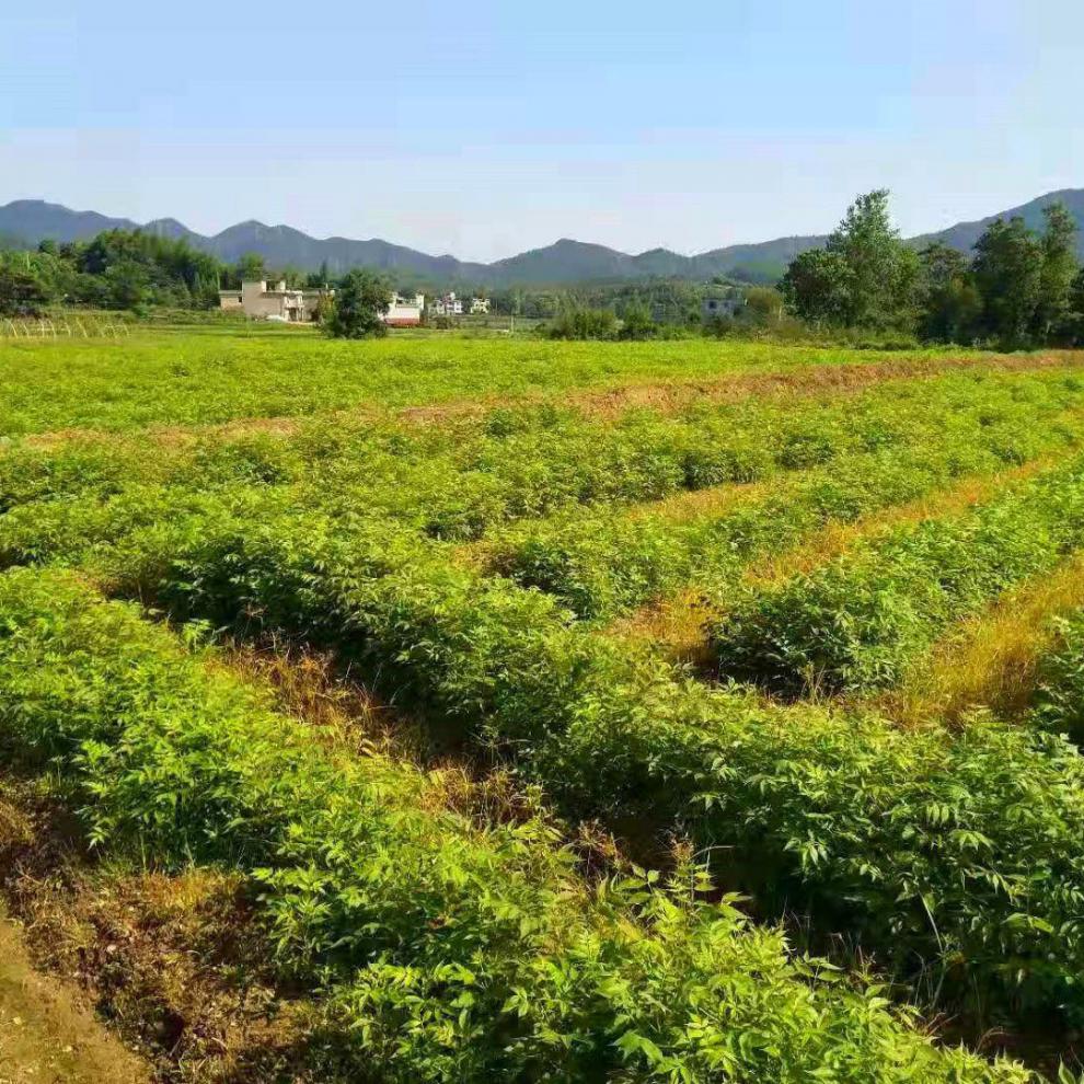 药用黄柏树苗黄柏苗基地黄波椤树剥皮卖造林苗东北黄菠萝苗70100厘米