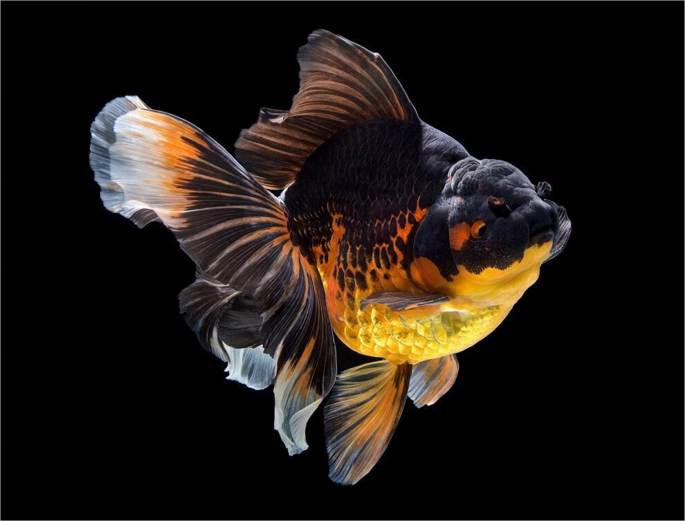 金鱼活体观赏鱼泰狮金鱼百褶泰狮锦鲤红白菠萝泰师百褶裙好养包活国粹