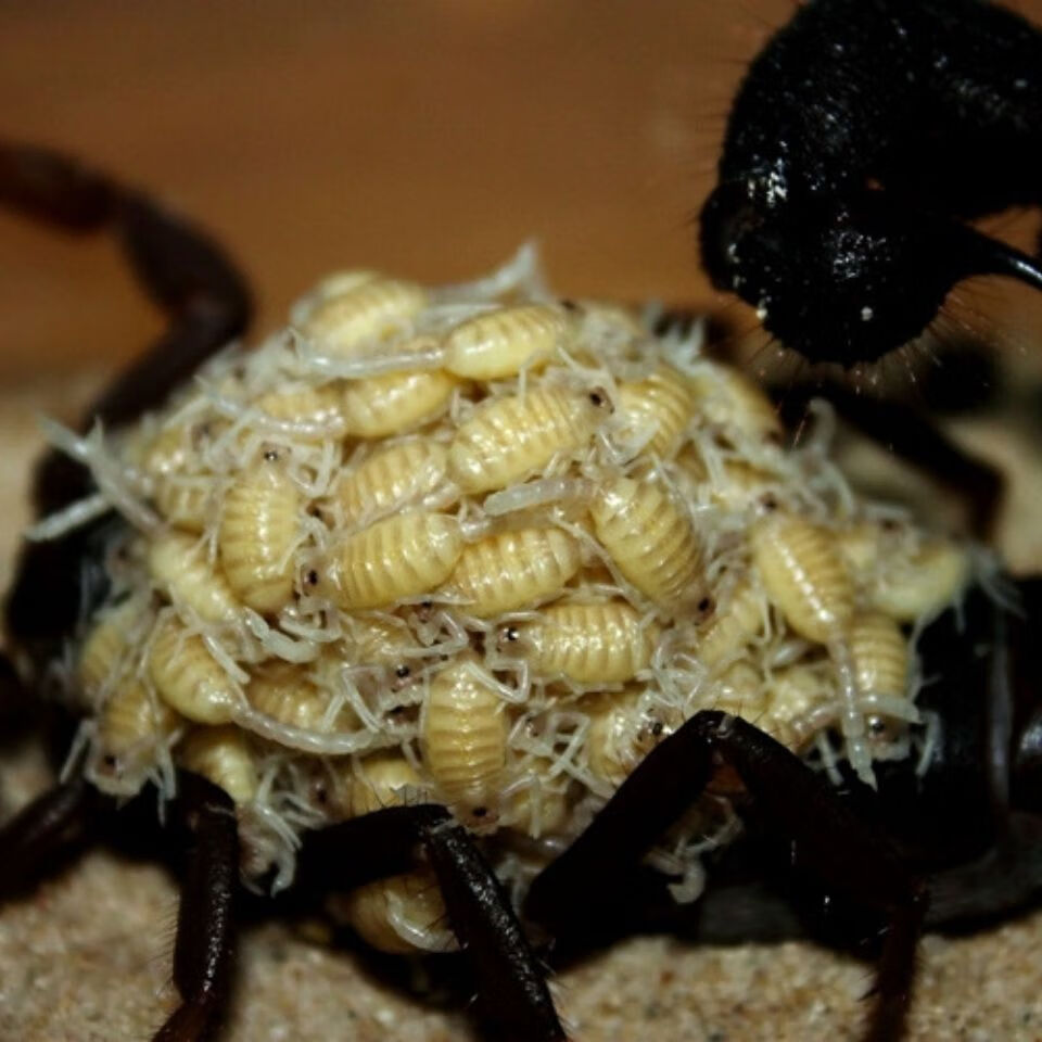 【采缇】活体孕母亚洲雨林蝎好养耐活爬宠物不咬人小蝎子怀孕蝎子黑蝎