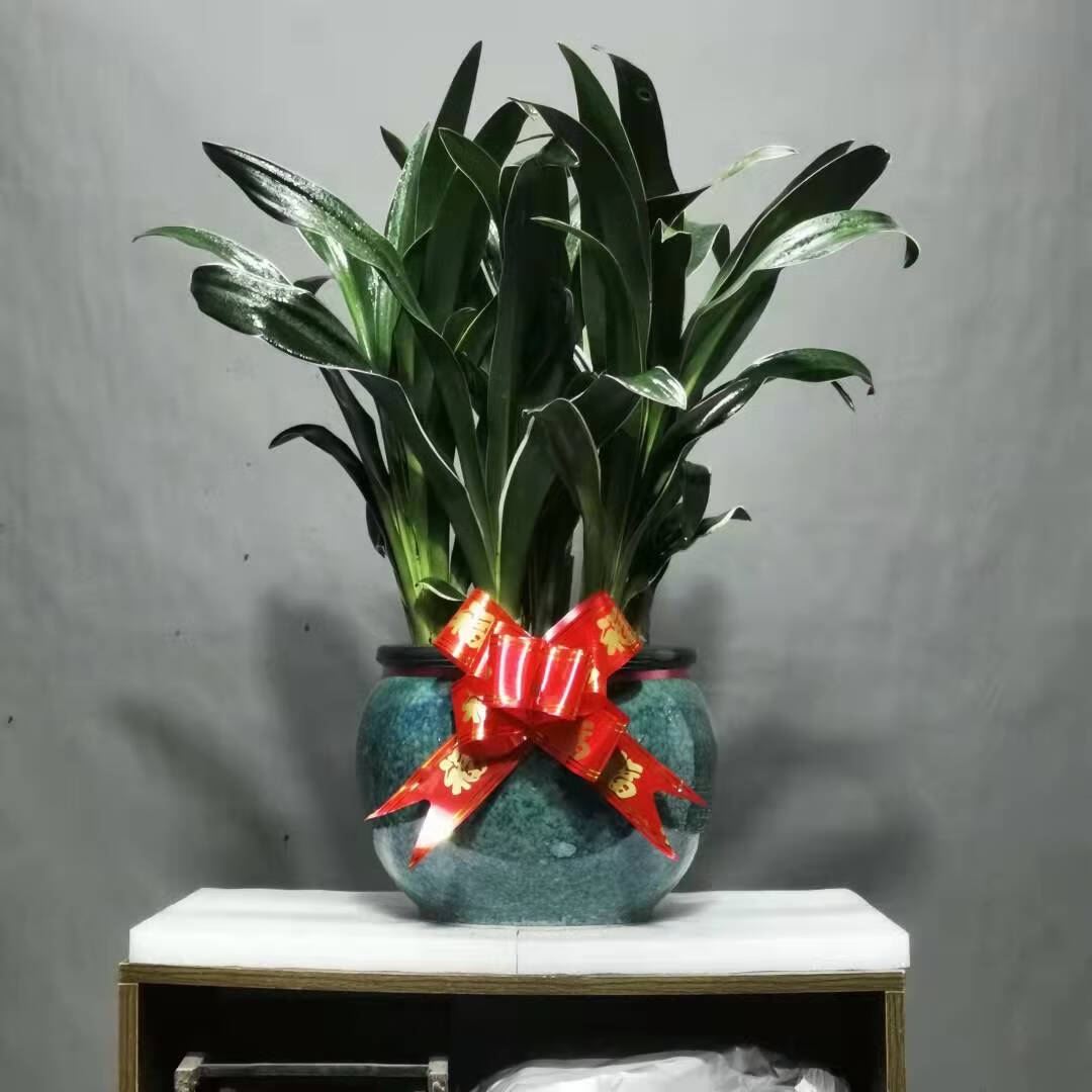 优百盆景金银边万年青四季常青低价喜庆结婚乔迁祝寿盆栽植物富裕之家