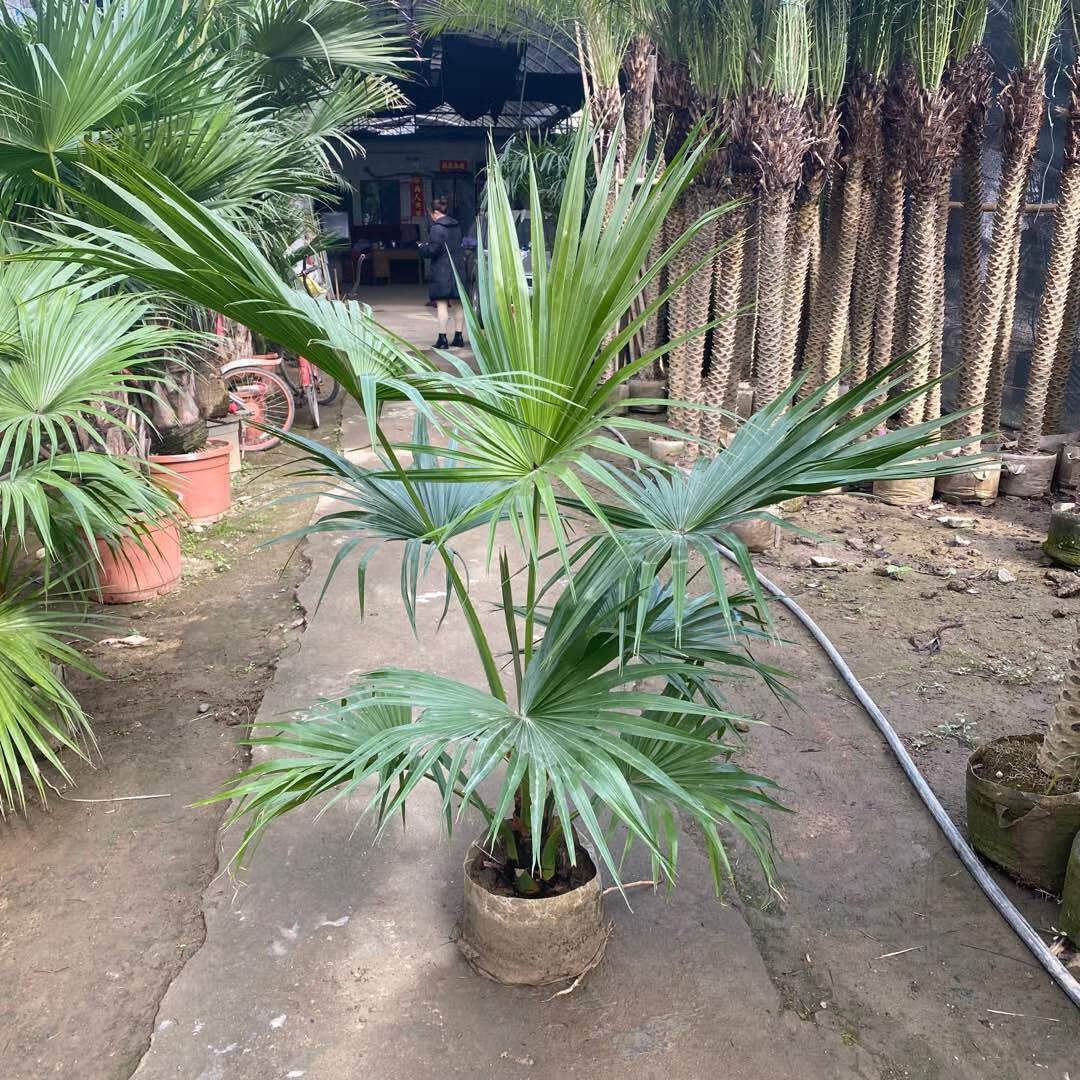 送货上门蒲葵盆栽大叶葵伞大型室内外家居走廊庭院绿植净化空气除甲醛