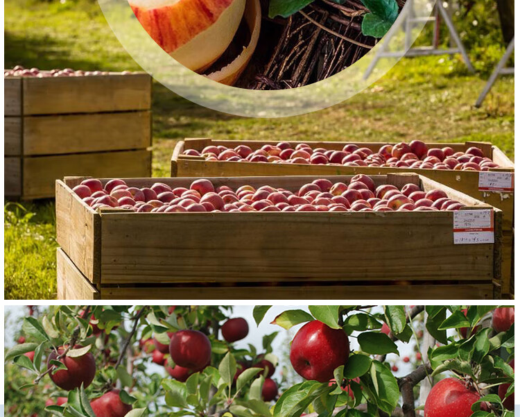 新西兰进口pinklady粉红佳人苹果特级果8粒礼盒装单果重约130170g生鲜