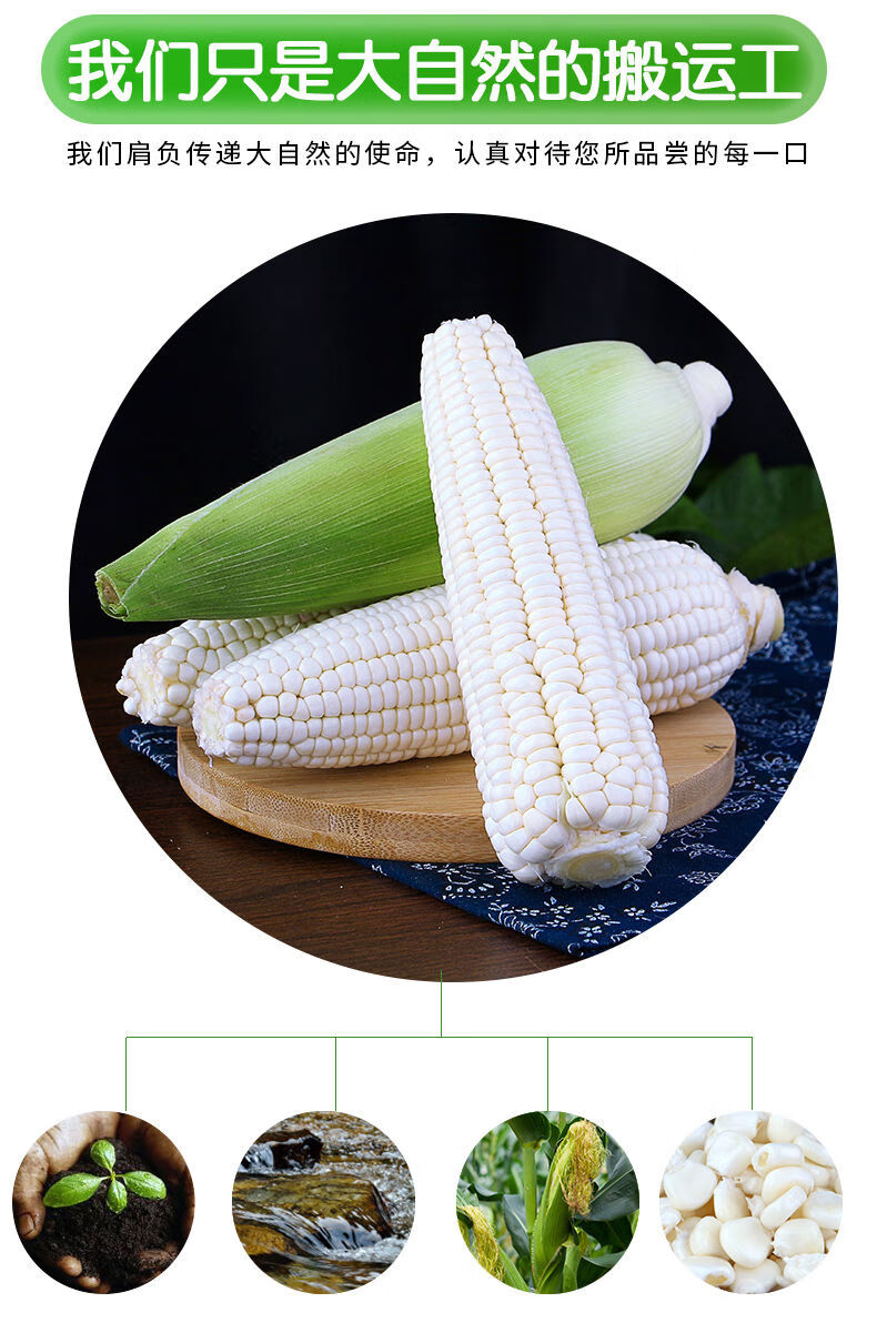 云南牛奶白糯玉米新鲜应当季现摘苞谷水果爆浆甜嫩白玉米棒整箱精选3