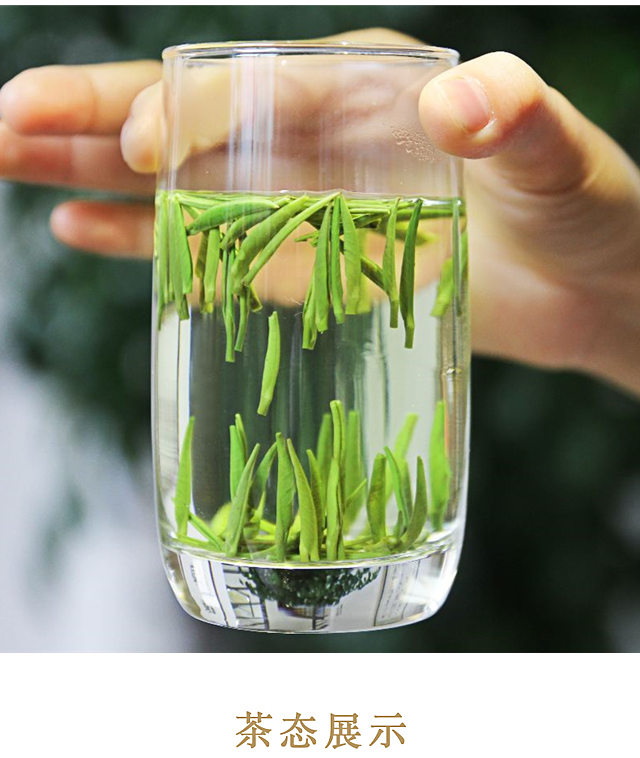 晨臻2020龙芽舌新茶四川雀舌炒青绿茶雨前茶叶清香型125克一罐