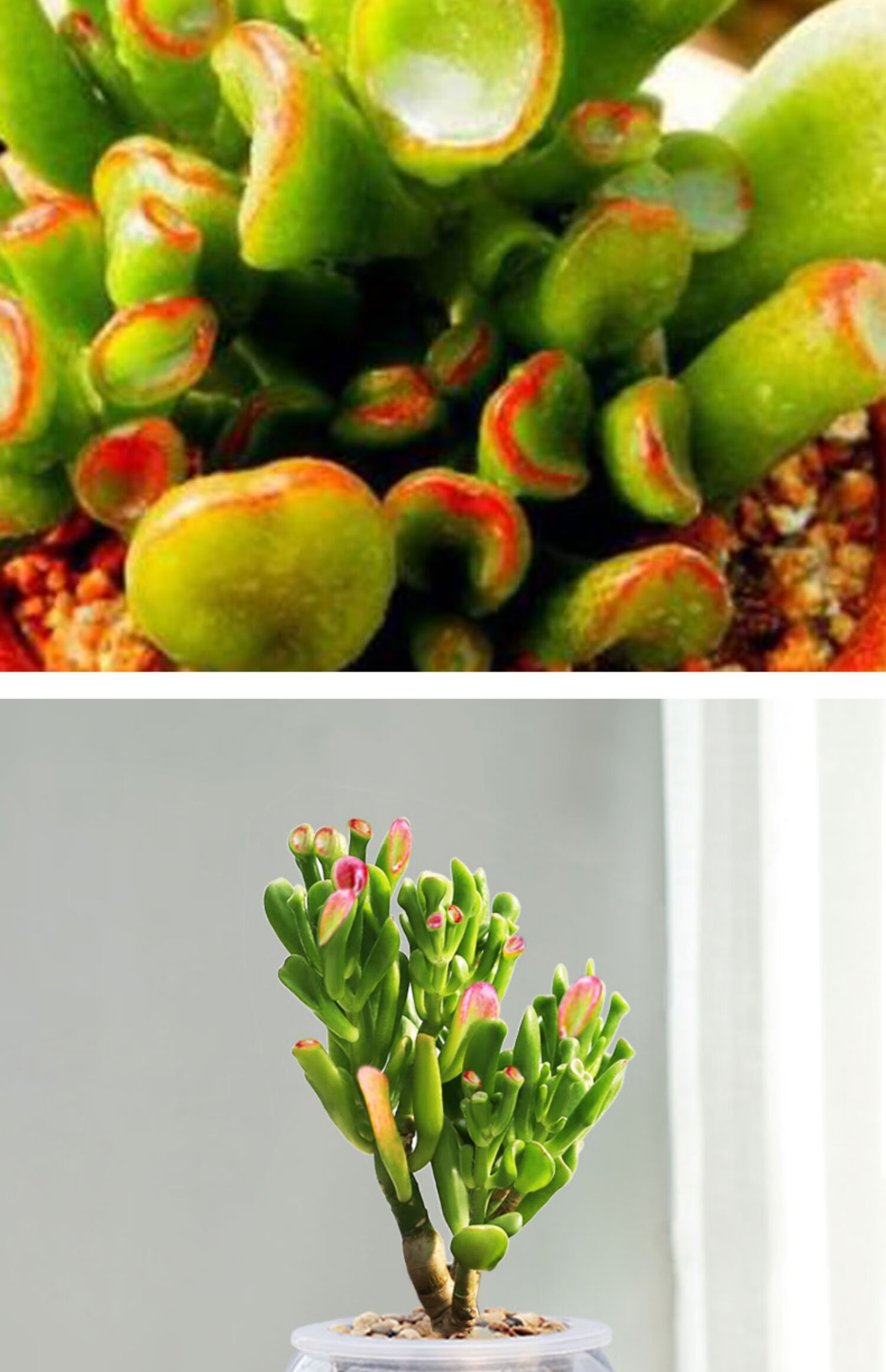 心头肉吸财树多肉植物室内阳台肉肉花卉办公室招财植物好养老桩多肉