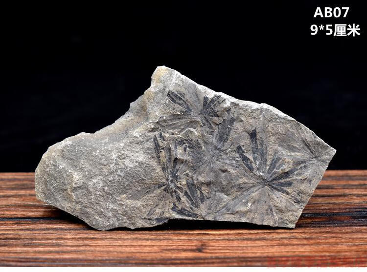 树叶化石天然植物化石远古生物化石标本原石头树叶化石摆件收藏绿色a