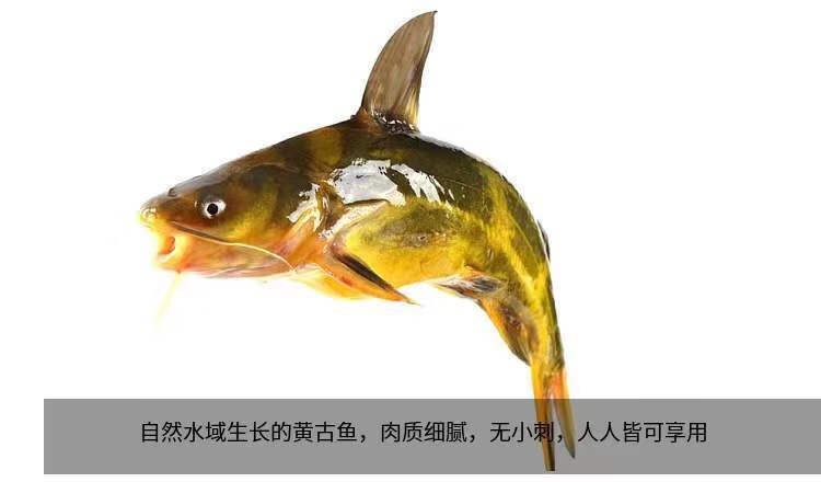 水库黄骨鱼昂刺鱼昂针鱼黄辣丁鱼活鱼嘎牙子鱼黄颡鱼顺丰快递 活鱼现