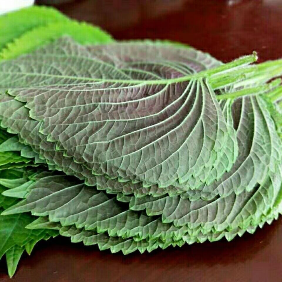 苏子叶新鲜蔬菜韩式烤肉料理农家包饭包肉当季叶菜可食用苏叶150g55片
