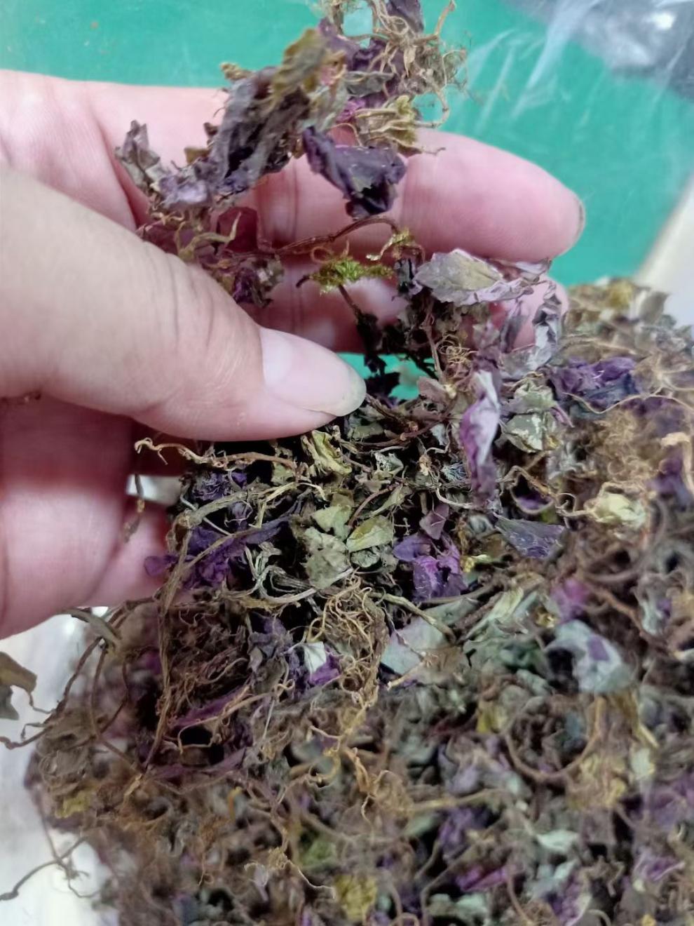 野生风柜斗草干货250克/500克品楮肉穗草槠头红风谷风鼓草风骨草风方