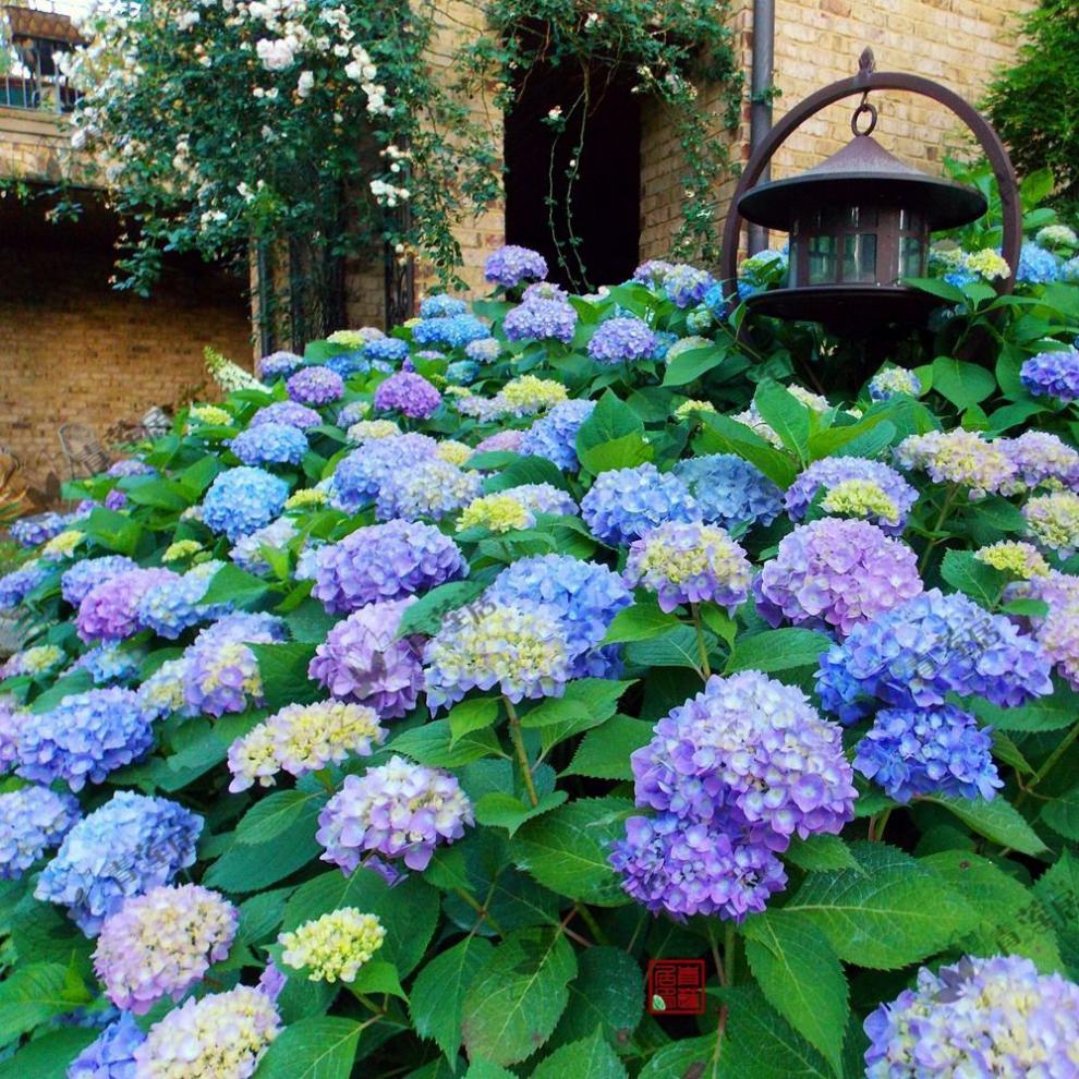 云南绣球花苗八仙花盆栽大花无尽夏室内室外花卉庭院阳台观花植物女王