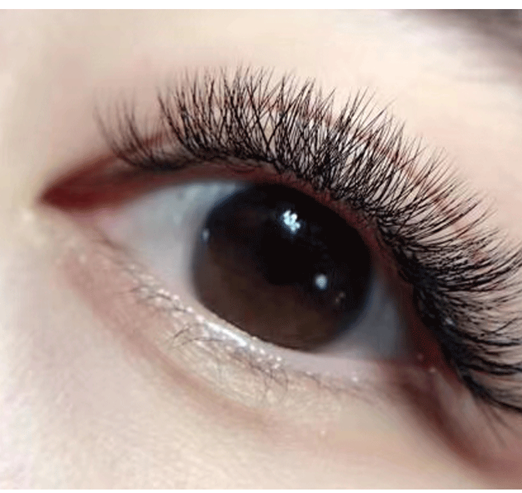 网红款睫毛嫁接山茶花美睫一秒自动开花种假睫真自然浓密水貂毛超软