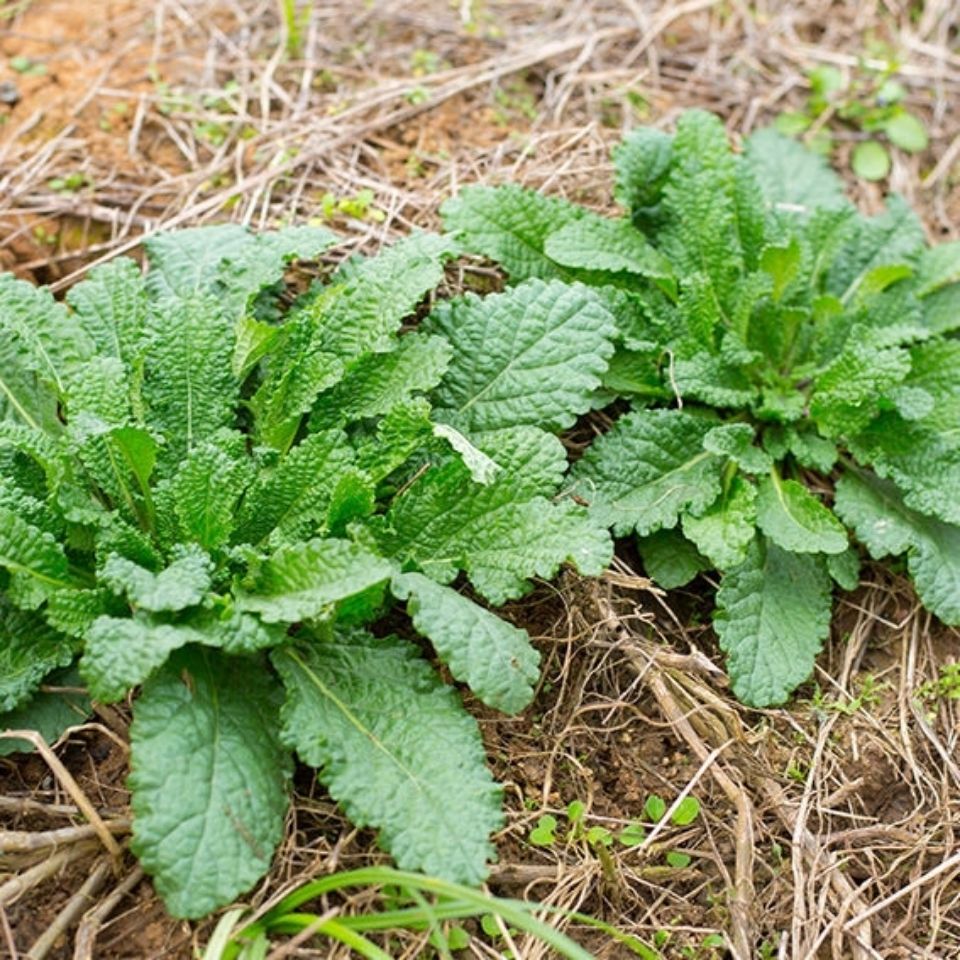 亏本卖啦家货蛤蟆草干品菜荔枝草整棵带根癞蛤蟆草新鲜晒干蛤蟆草品伊