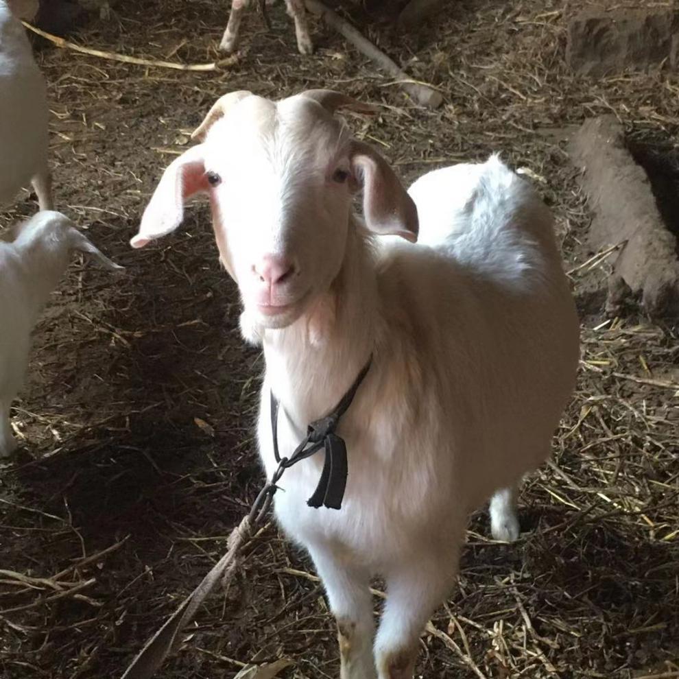 族萃纯种白山羊活羊波尔羊羔活体小羊活苗成年种公羊怀孕母羊配种公羊