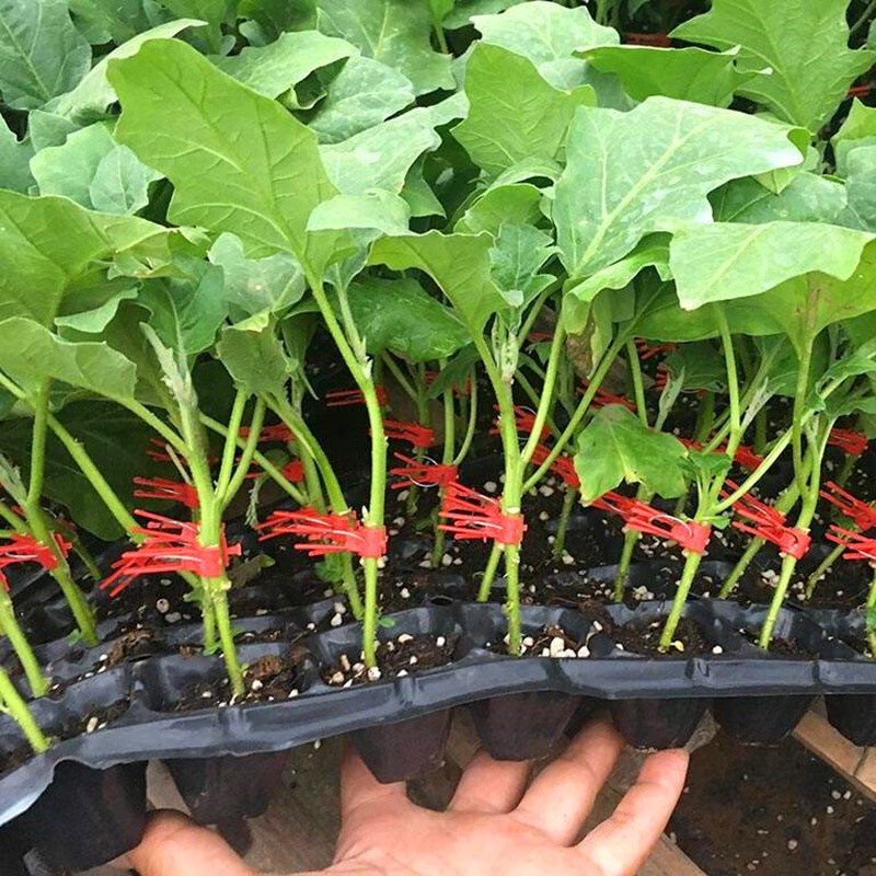 进口茄子砧木种子托鲁巴姆 抗青枯病 抗死棵 抗病强耐寒性强 托鲁巴姆