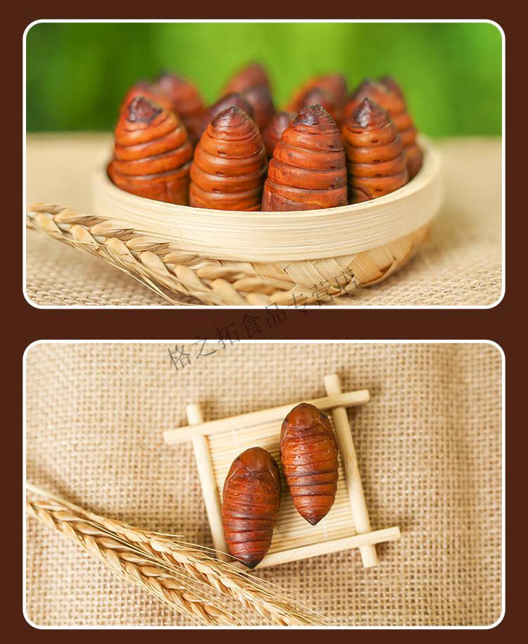 2021年东北特产a级大黄柞蚕蛹新鲜活蝉蛹活体大茧蛹500g顺丰【图片 价