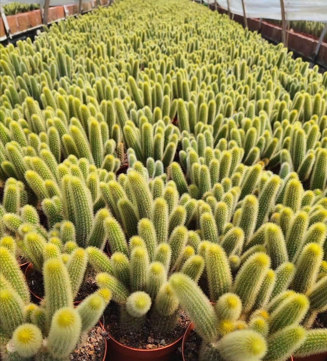 黄金条多肉植物黄金钮群生猴尾狐尾柱会开花的仙人球仙人掌 黄金条