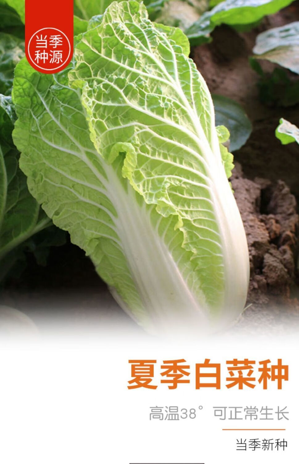 原装夏阳白菜种子抗热白菜种子夏季大白菜大白菜耐热农家蔬菜种孑