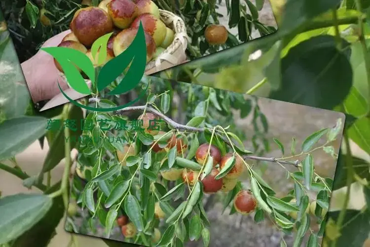 皇冠甜枣南方适合种植图片