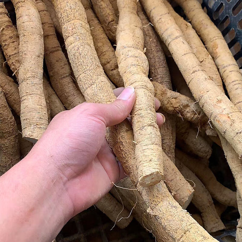 野生新鲜牛大力薯根金钟根牛古力根猪脚笠山莲藕倒吊滋补煲汤泡酒 特