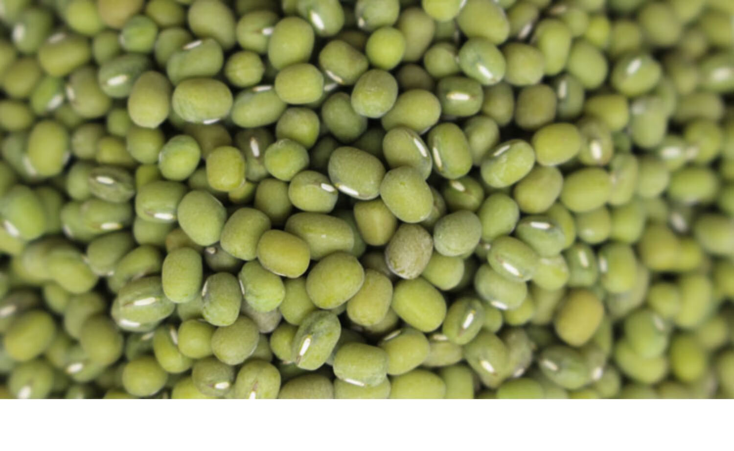 绿豆5斤新绿豆农家新货毛绿豆笨绿豆2500g散称豆类沂蒙山自产【图片 