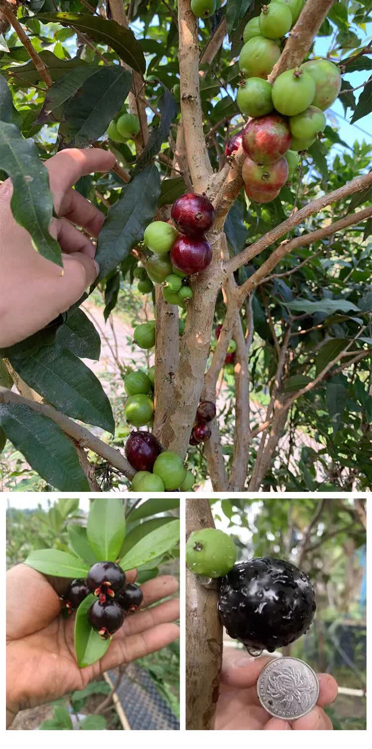 四季红妃嘉宝果4年苗(一级精选苗 带土带叶发货)死 80cm