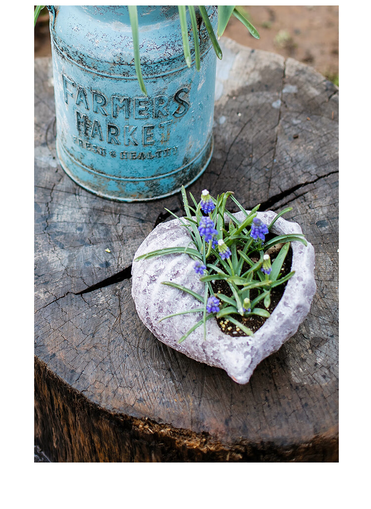 掬涵个性贝壳海螺花盆复古多肉植物盆透气陶盆铜钱草绿萝盆贝壳花器