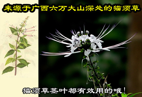 猫须草500克猫须草养生茶散装猫须草肾茶草