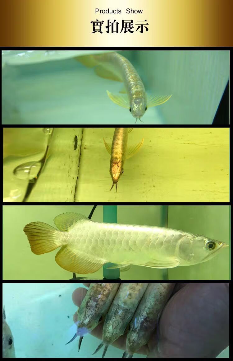 荣郁荣郁纯种24k蓝底b级过背金龙古典蓝底高背金龙鱼红龙鱼活体鱼苗