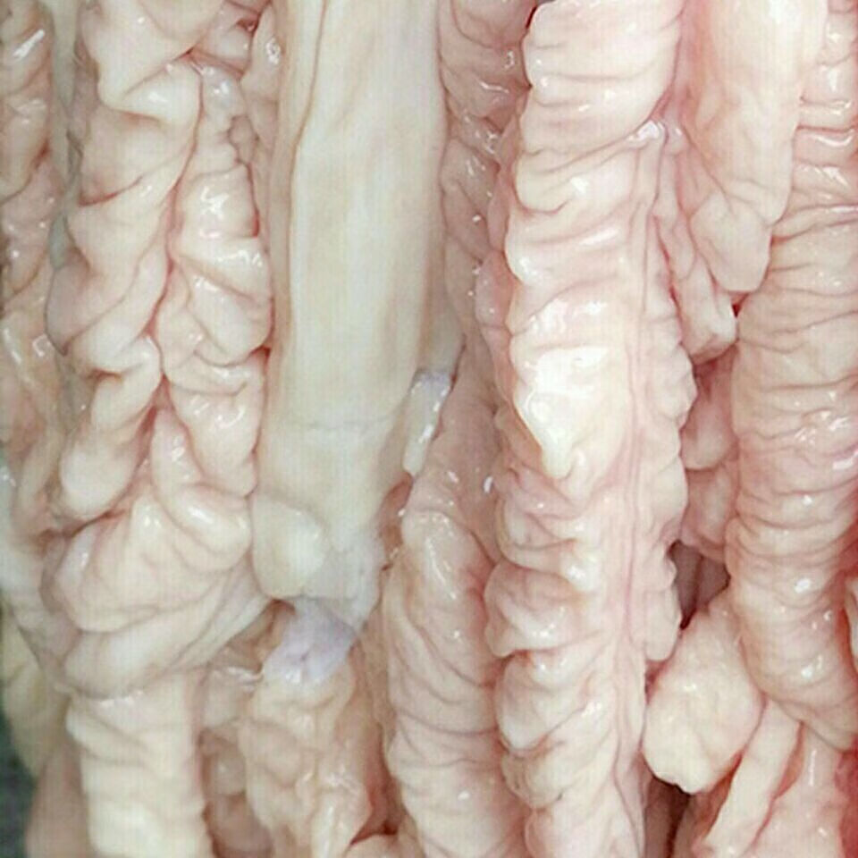 猪大肠大别山农家散养黑土猪现杀土猪肉免洗猪肠美人觉醒农家猪大肠2