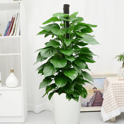 水石花大绿萝柱盆栽办公室内客厅特大型绿植招财网红净化空气植物大叶