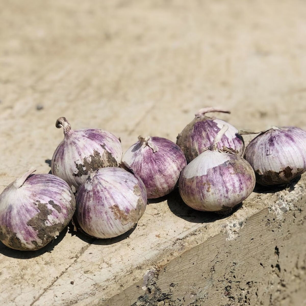 【现挖湿蒜】云南特产独头紫皮大蒜头新鲜独头大蒜正宗紫皮大头蒜 大