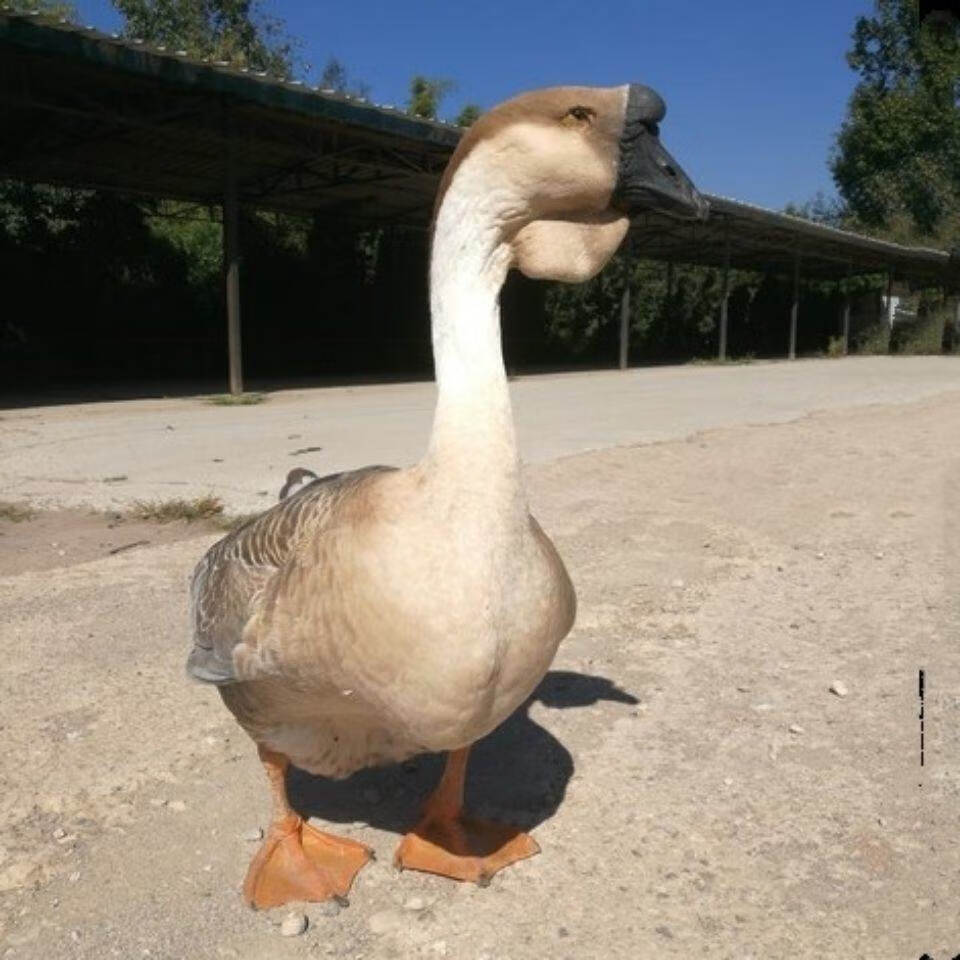 【京东推荐】一斤狮头鹅幼崽一个月特大狮头鹅活鹅小苗半大鹅活苗纯种