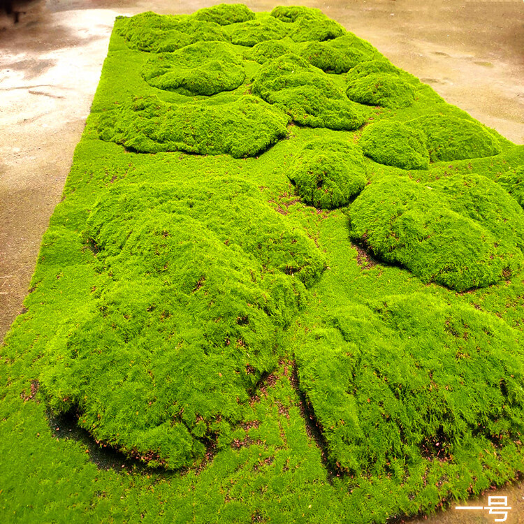 仿真青苔藓草皮草坪植物墙景观软装场背景橱窗展示盆景盆栽假苔藓一号