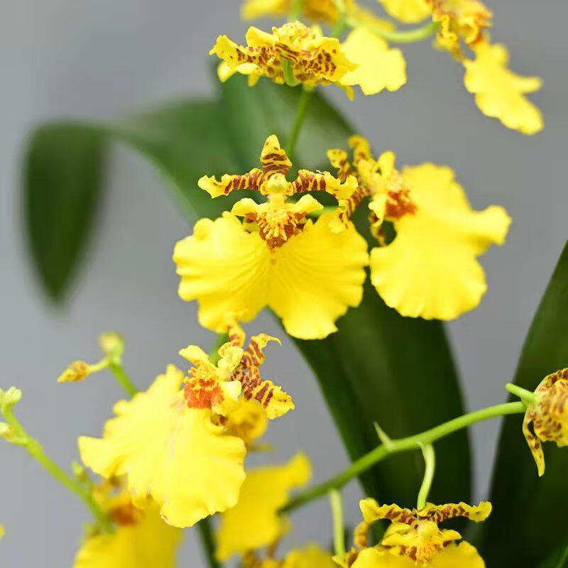 文心兰带花苞庭院跳舞兰洋兰花蜜糖室内办公室观景盆栽花卉好养活