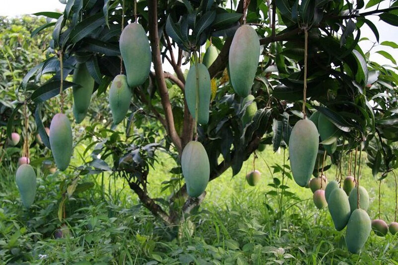 适用于【预售】【预售】嫁接四川攀枝花凯特芒果苗巨无霸大果树苗盆栽