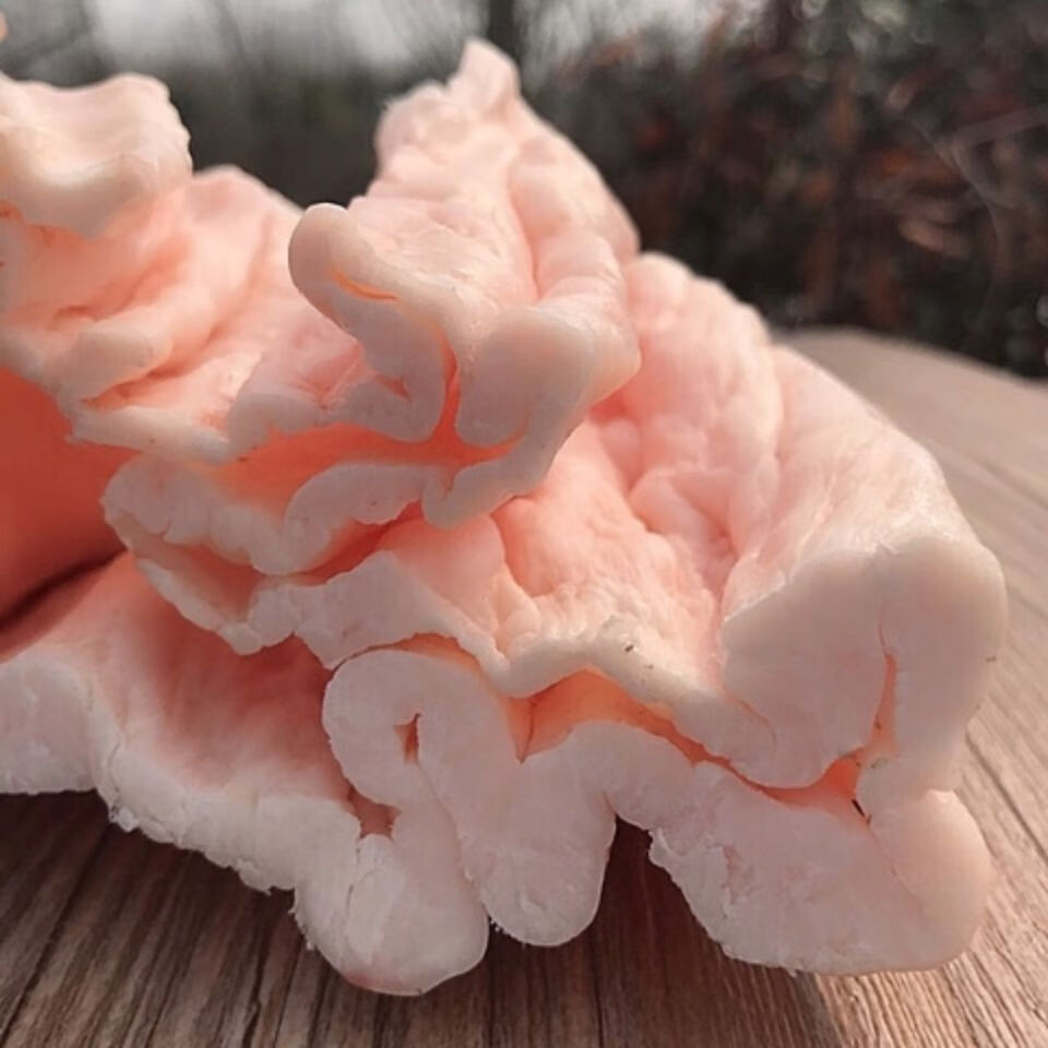 新鲜黄牛油3斤当天现杀牛板油生牛油黄牛牛油做火锅底料烧烤牛油青封