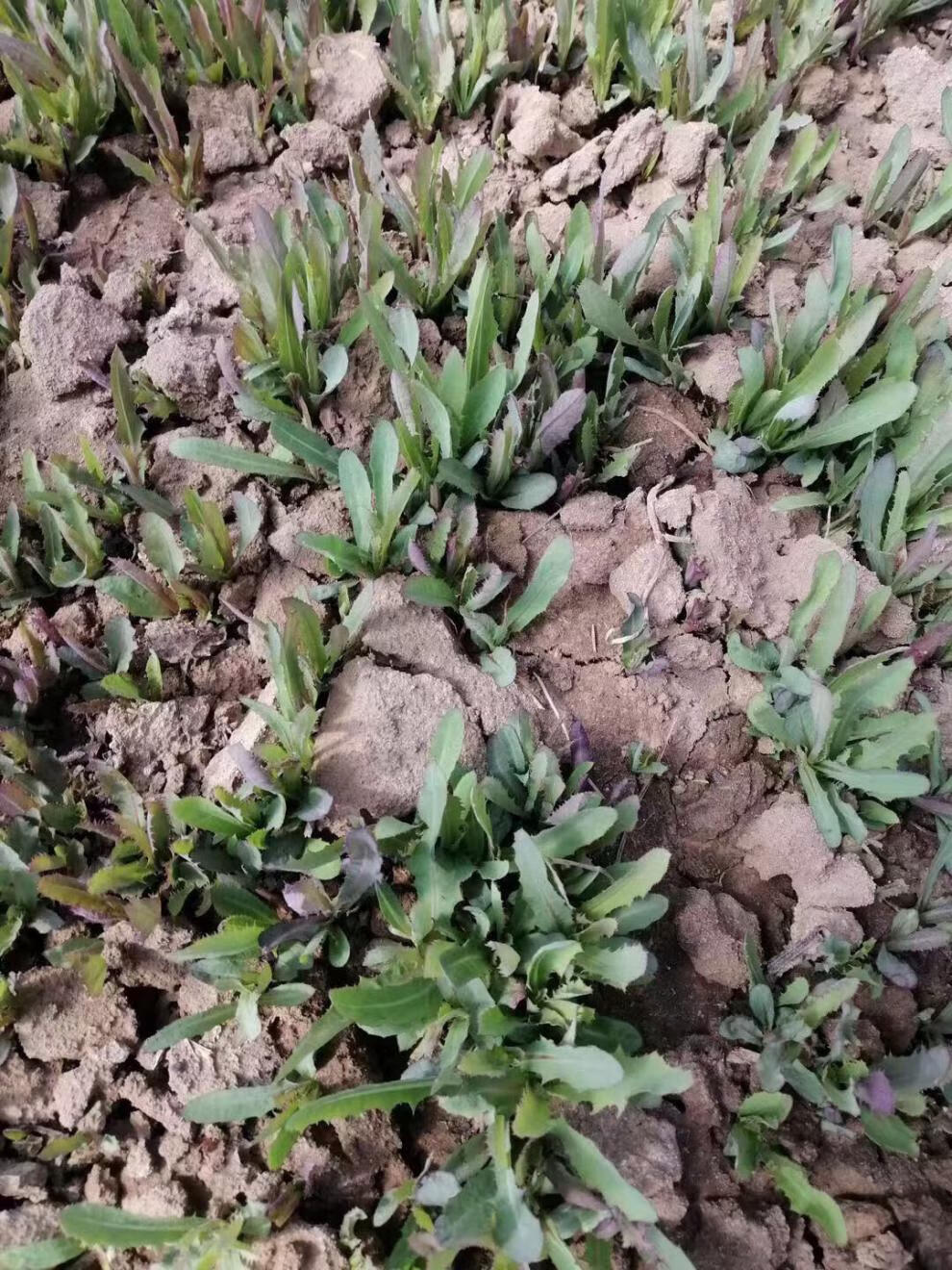 东北大棚现挖新鲜山菜曲麻菜现挖现发当季产地直供