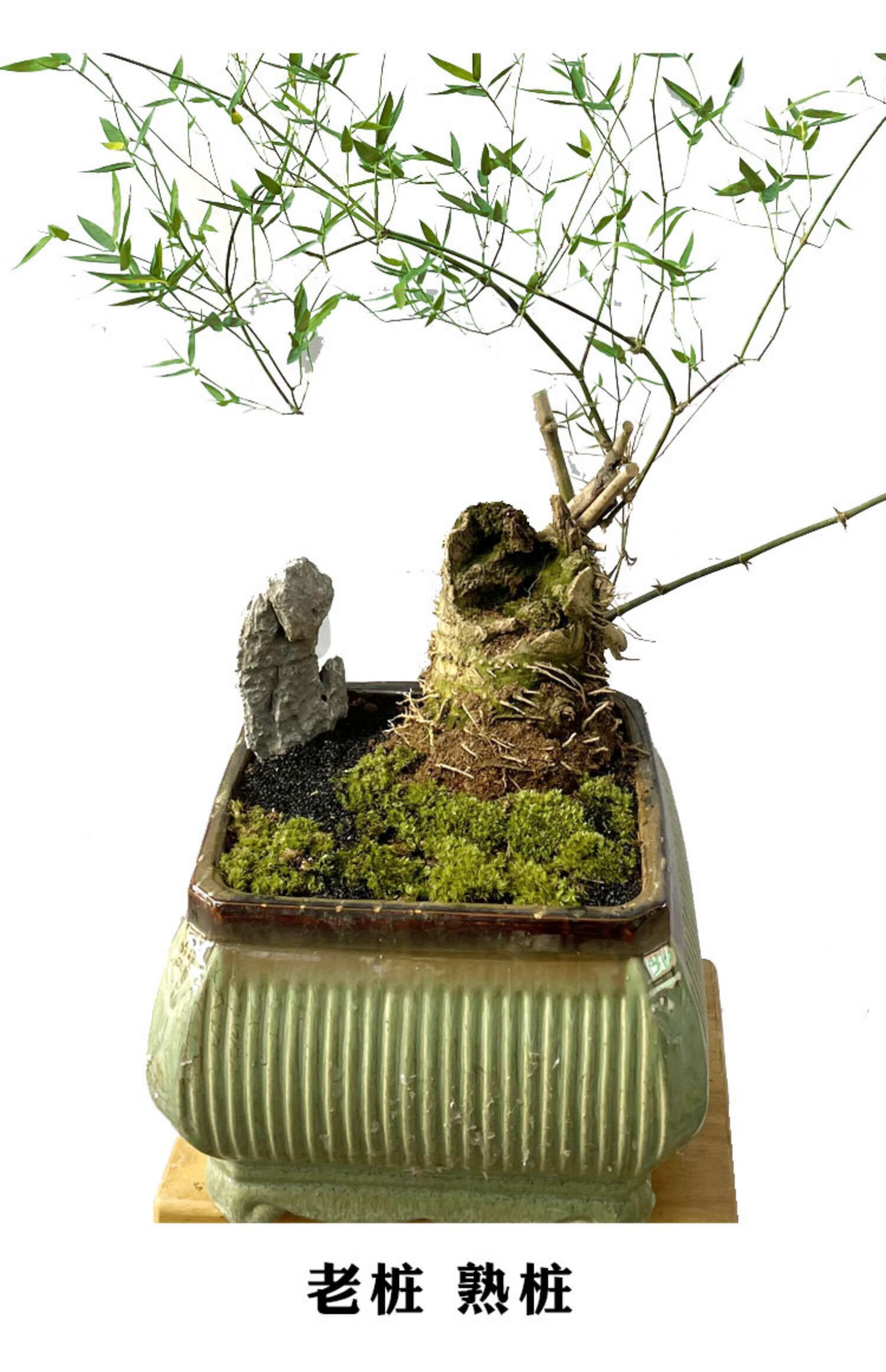 德骊嘉 竹子盆栽小叶簕竹老桩成品造型海南勒竹室内家养桌面佛肚乐竹