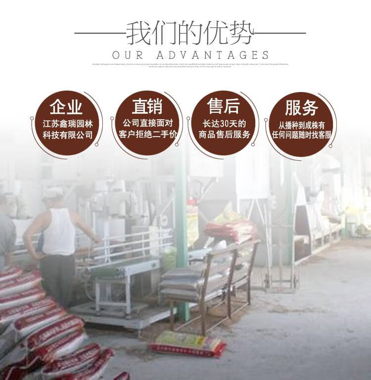 油菜籽耐寒室外庭院景观花海花草种籽高产户外 蓝香芥种子一斤【图片