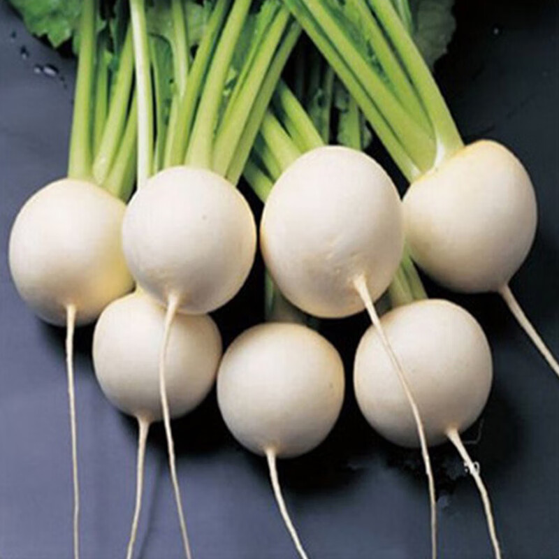 白樱桃萝卜种子白丁萝卜菜种籽阳台四季盆栽水果萝卜蔬菜种孑 白丁