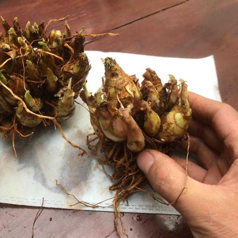 重瓣纯白色浓香晚香玉种球多年生宿根庭院盆栽花卉多芽点1小珠约13芽