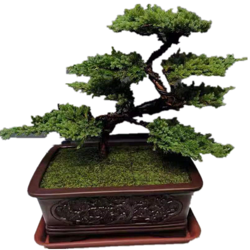 迎客松盆景真树盆景玄关室内办公盆栽观悬崖老桩四季常青植物庭院非标