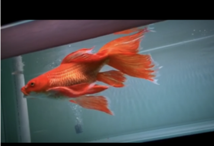 短身球型蝴蝶鲤苗子黄蝴蝶鱼熊猫蝴蝶鲤鱼 红色蝴蝶球体15-16cm【图片