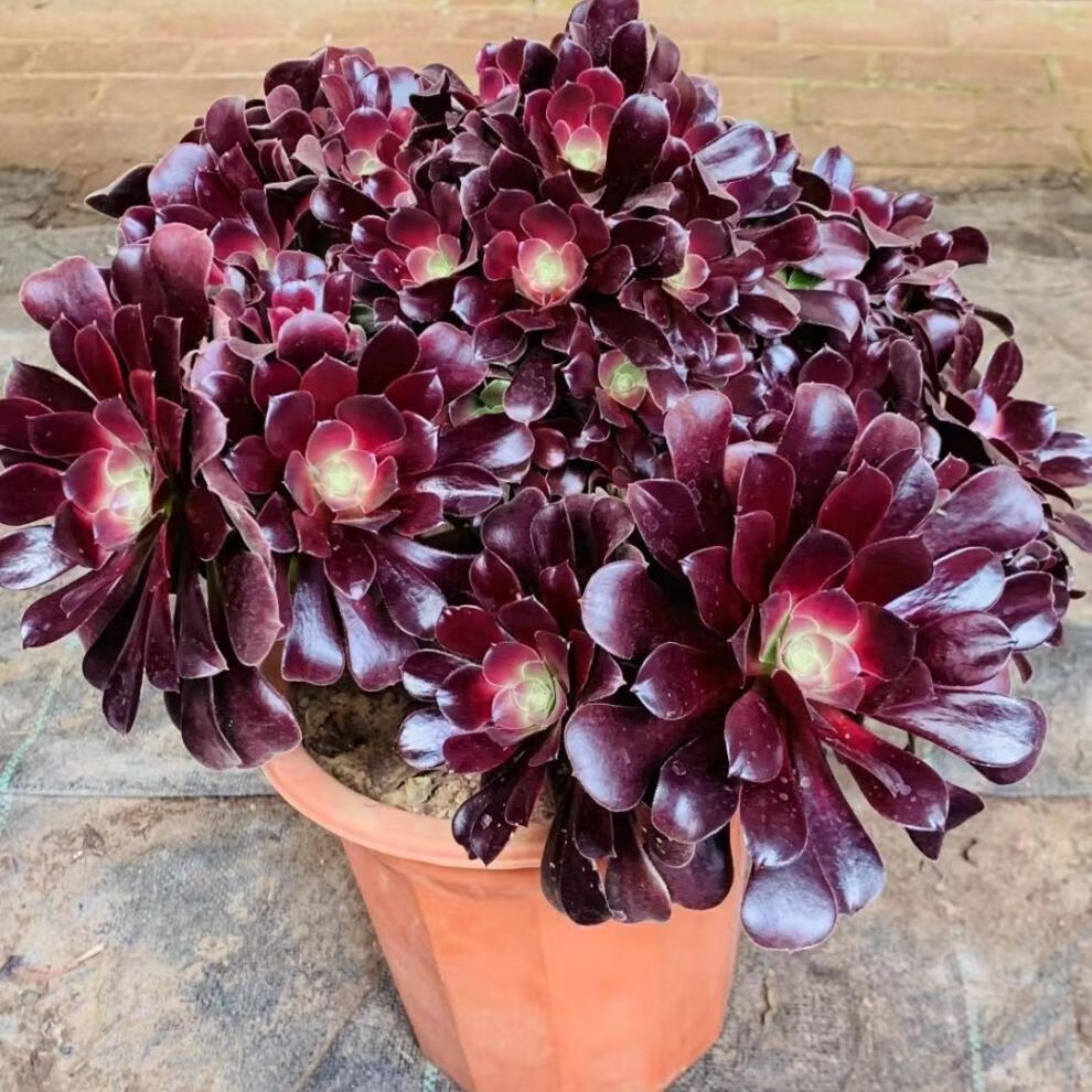 多肉植物超大法师多头花卉花盆栽精品套餐园艺盆栽 娜迦女王10头以上