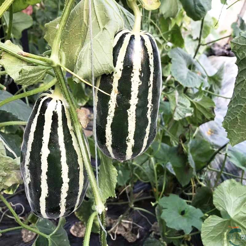 红到边甜瓜种子花皮红瓤超甜冰糖子香瓜籽春秋四季庭院水果蔬菜孑 红