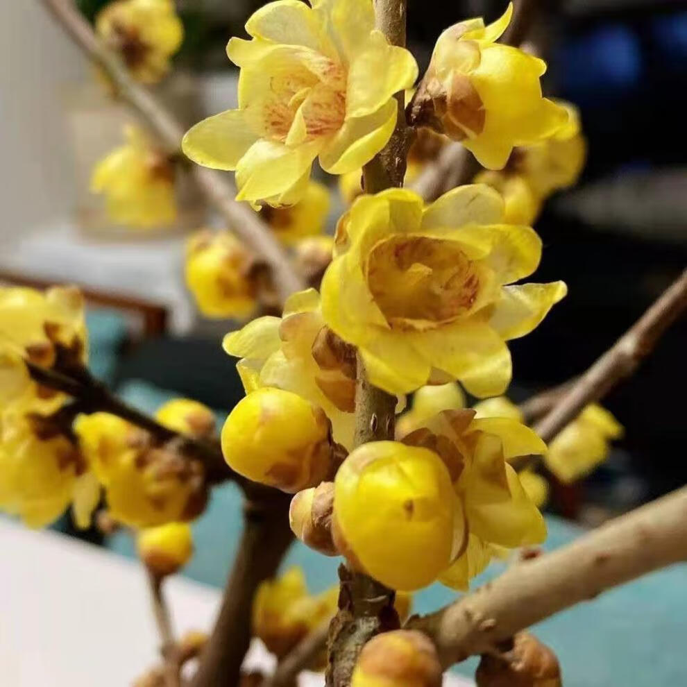 乾林轩干枝腊梅泡水浓香型水培鲜切花植物插花梅条真花摆件室内客厅