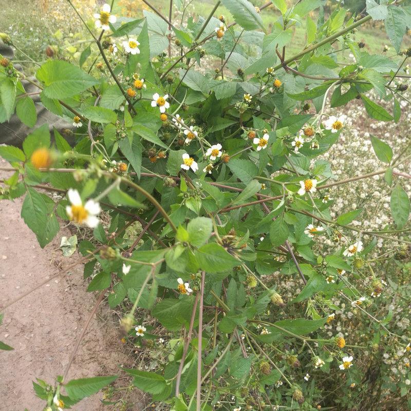 野生鬼针草500g四川农村自晒三叶鬼针草茶免洗鬼真草叶杆针花全草