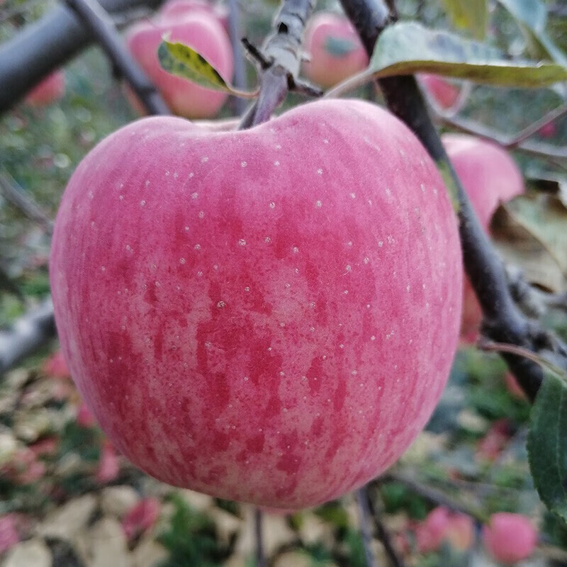 庆阳直发9斤装甘肃庆阳苹果水果红富士苹果冰糖心当季孕妇水果85mm含