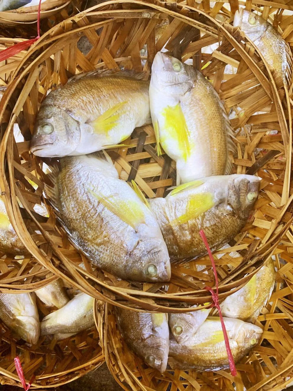 潮汕魚飯多規格黃牆魚金雕魚赤翅魚海鮮魚兩斤價格